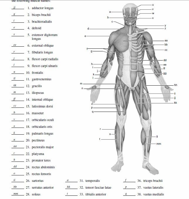 Printable Muscle Labeling Worksheet