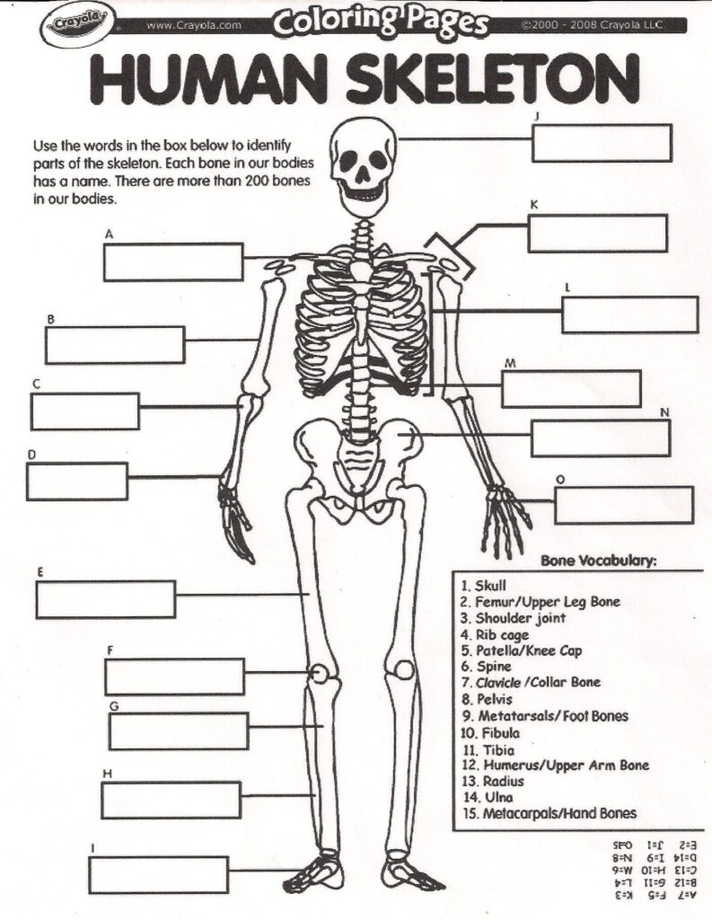 Printable Skeleton To Label Activity