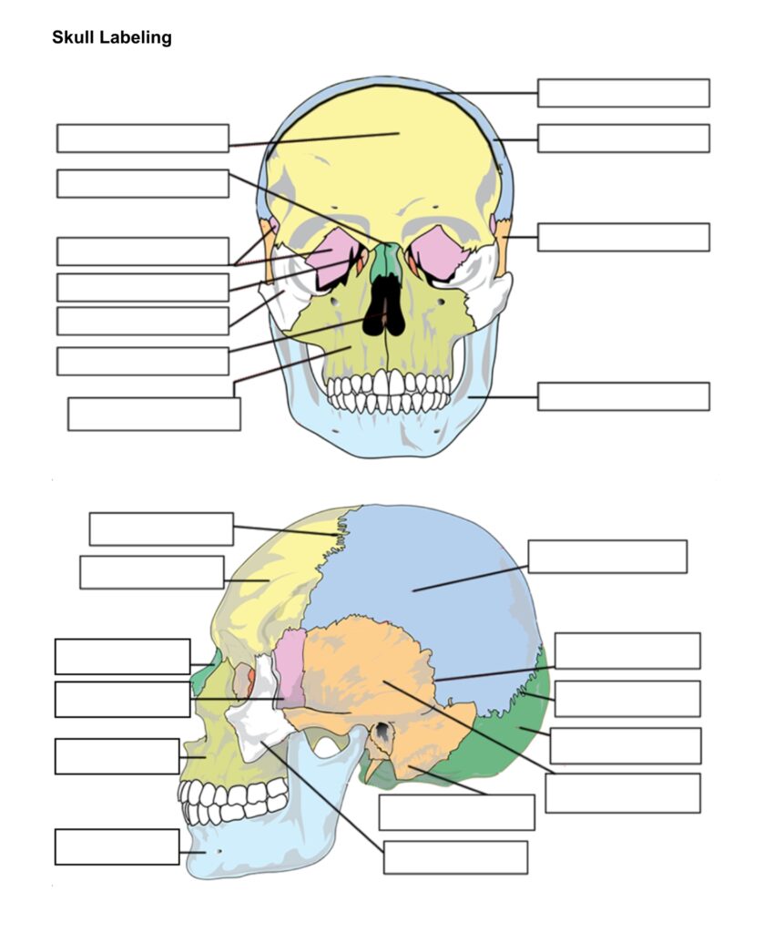 Skull Anatomy Labeling Worksheets