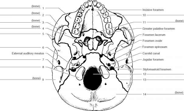 Skull Labeling Worksheets