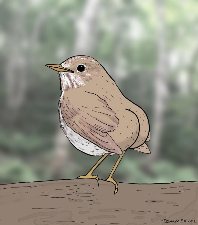 Anatomically Correct Extremely Accurate Drawings Of Birds