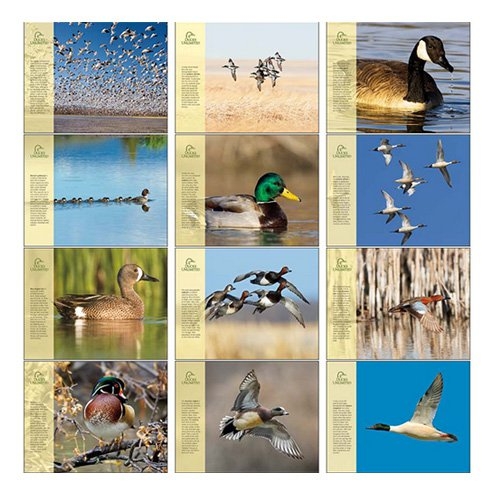 Ducks Unlimited Wildlife Calendars 12 Month