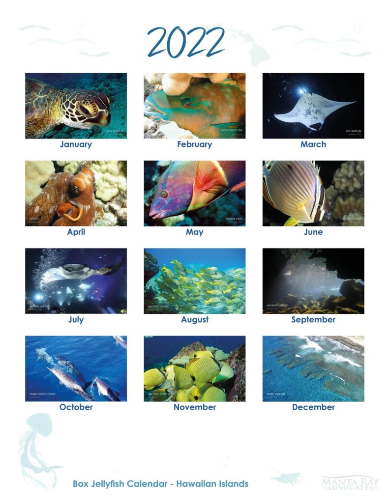 Hawaii Box Jellyfish Calendar Printable And Enjoyable Learning