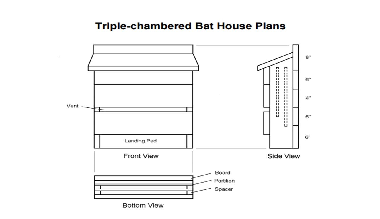 Bat House Dimensions Plans A Guide For Beginners House Plans