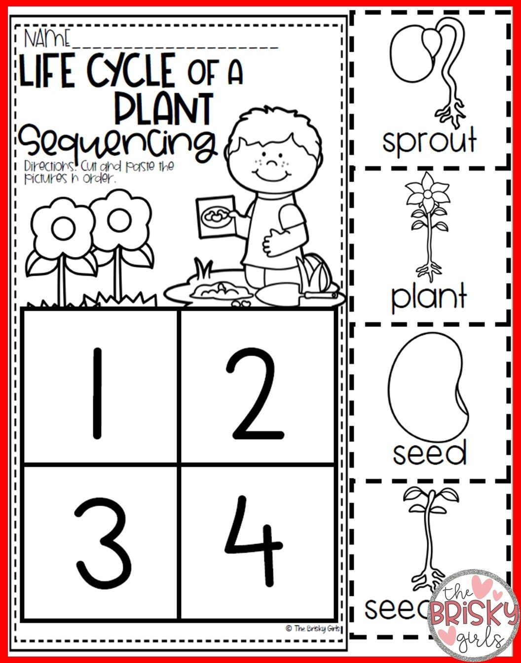 Free Plant Life Cycle Worksheets Printables
