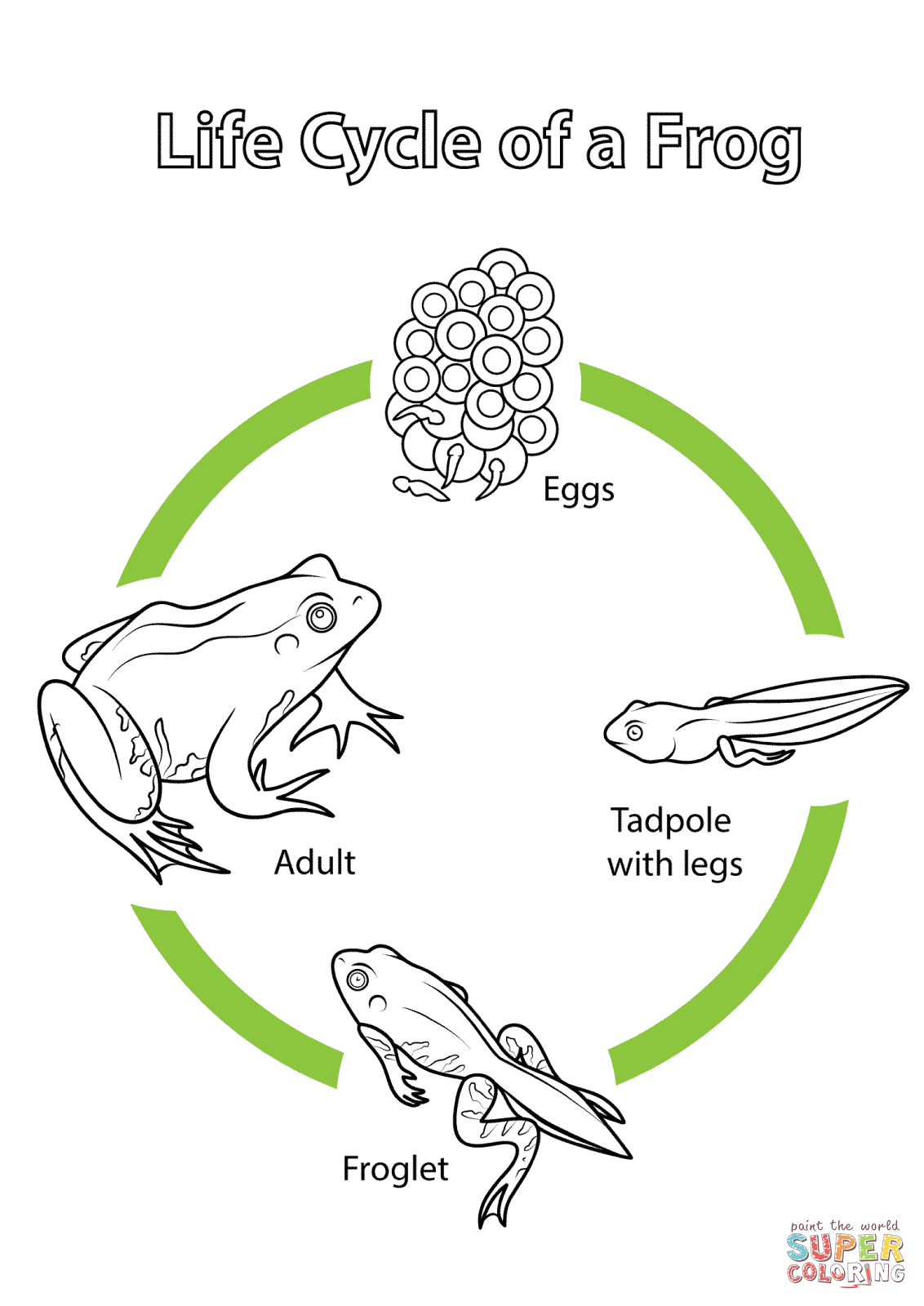 Free Printable Life Cycle Of A Frog Worksheet