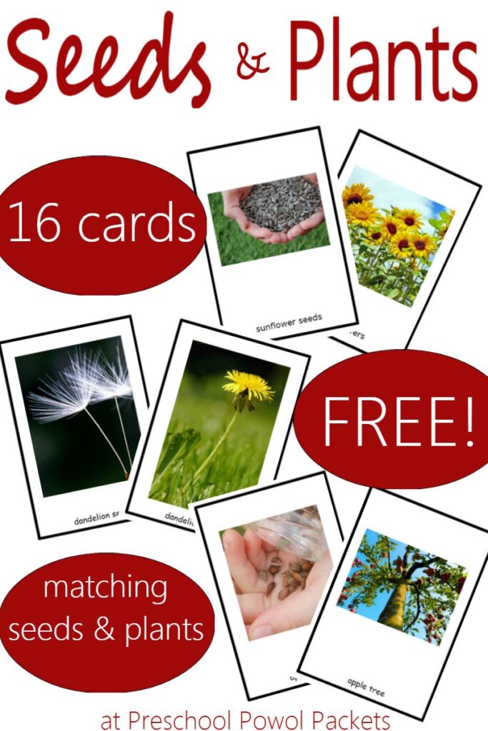 Seed Plant Matching Game FREE Printable For Kids