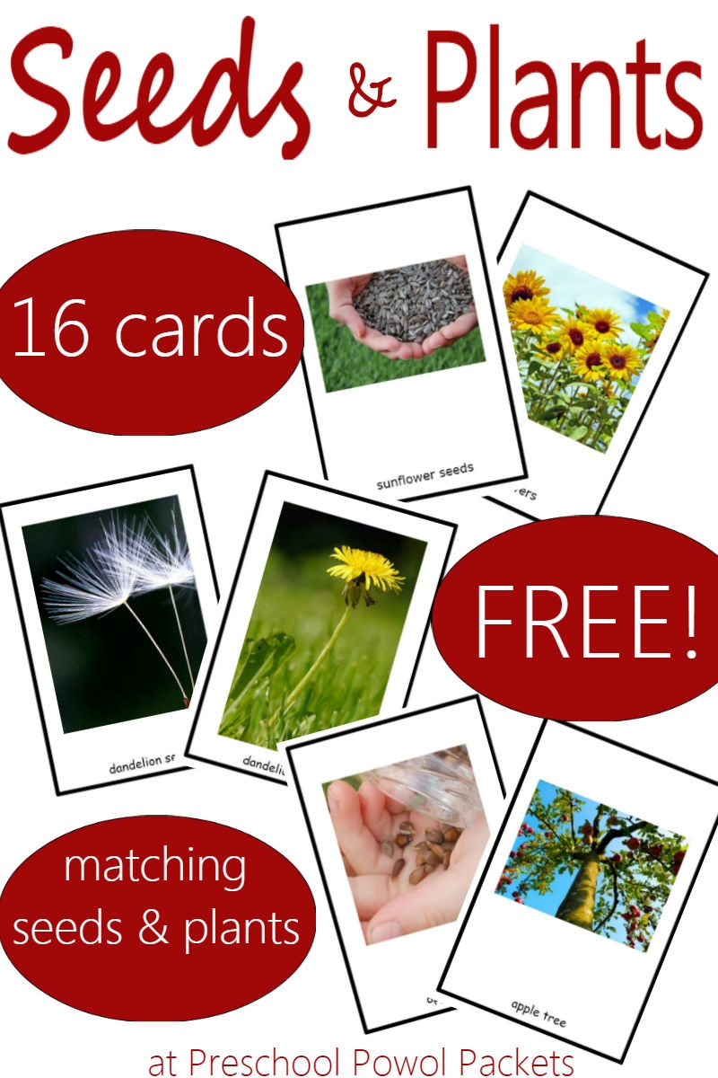Seed Plant Matching Game FREE Printable For Kids Seed Plant Matching Game FREE Printable For Kids