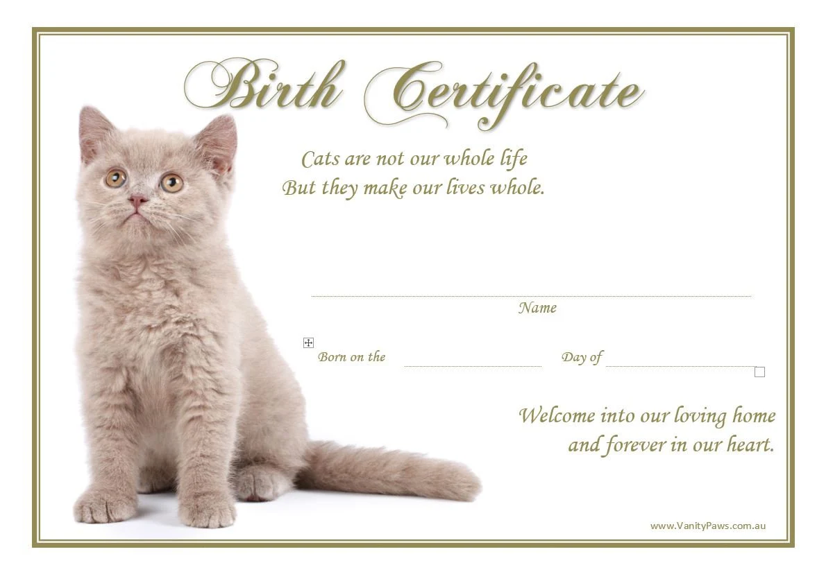Kitten Birth Certificate British Short Hair instant Download Etsy