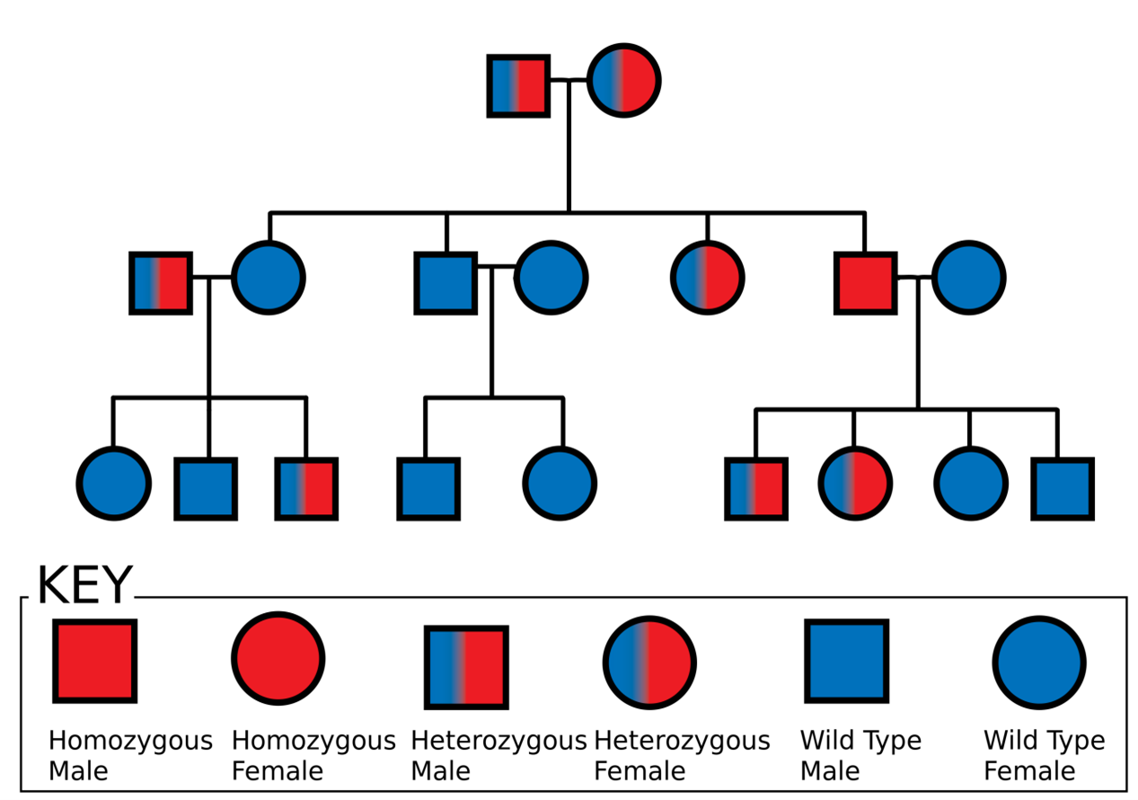 Pedigree Chart